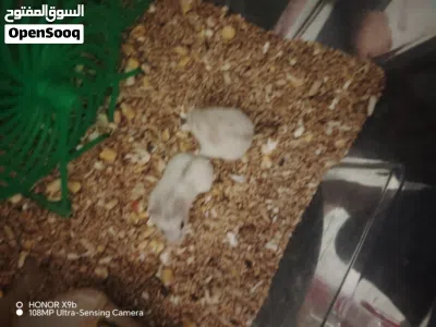 زوز هامستر واحد عين حمراء واحد كحلة وسعر بل حفضه 200 ومغير حفضه 160 ومروضات 4