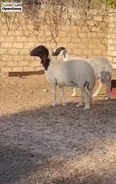 نعاج هجين للبيع 2