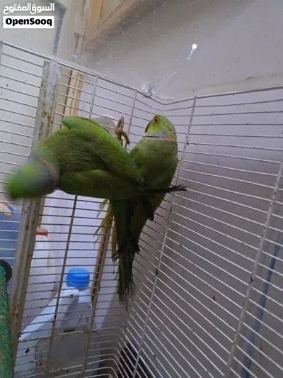 Both are very active and the color is a nice green. 3