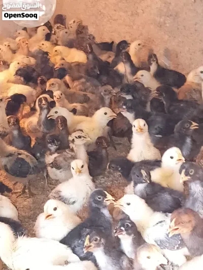 صوص دجاج بلدي 3