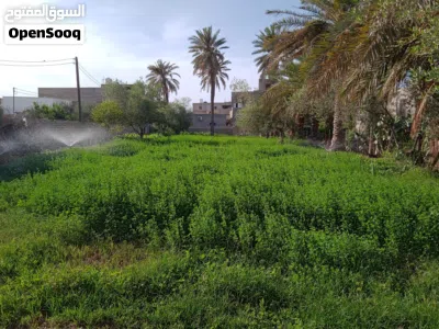 صفصفة خضراء جاهزة للحصادة للتربيط والبيع 2