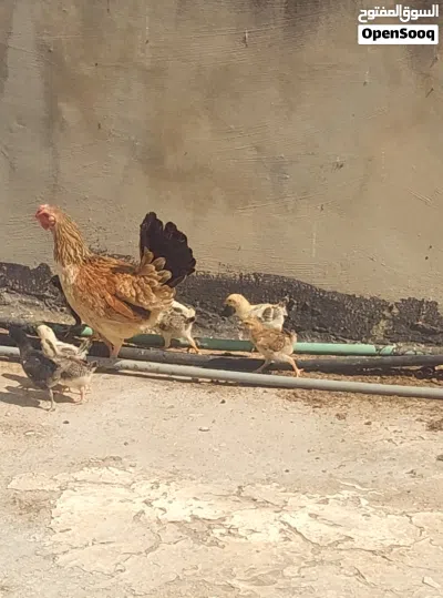 دجاجه بلديه +11 صوص 3