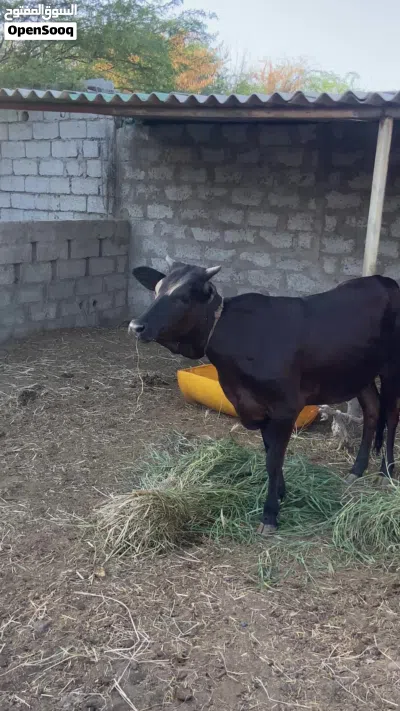 للبيع بقره باكستانيه 2