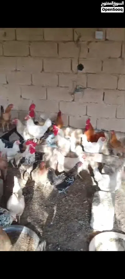 دجاج عماني بياص ويوجد دجاج عمر اربعه شهور 3