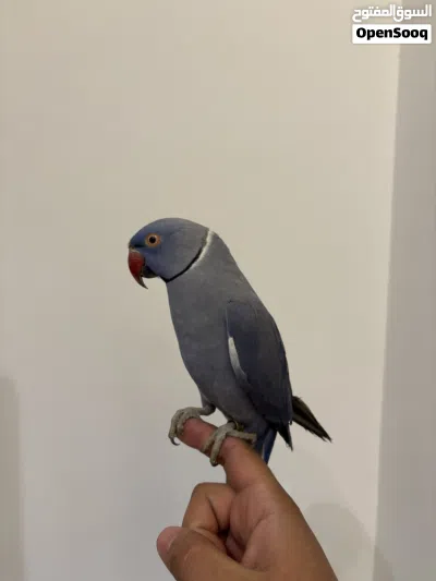 ببغاء دره ازرق أليف 3