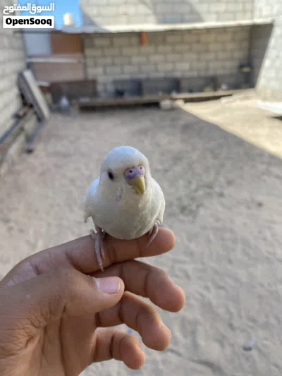 عصفور بقلينو مروض داخلي 3