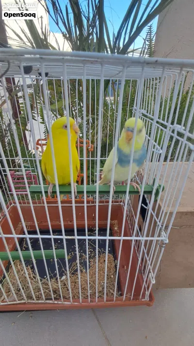 كوبيه بقلينو ريش درجة أولى بيع او تبديل 4