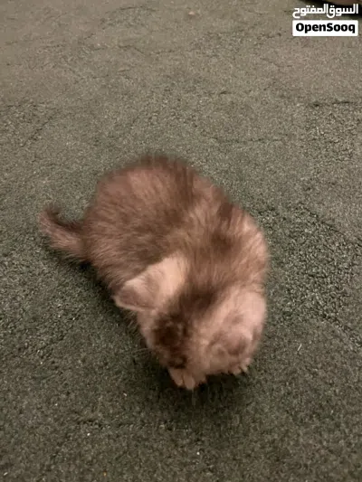 White sliver Scottish-British short hair kitten for sale! 4