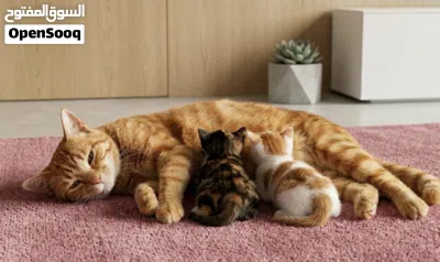 British longhair kitten 2