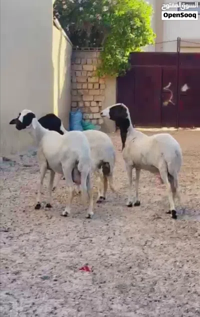 نعاج هجين للبيع 3