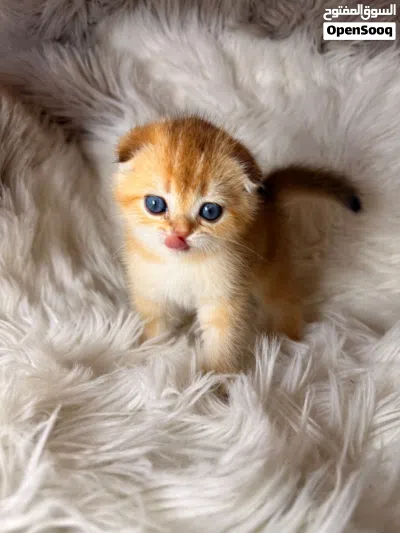 سكوتش فولد للتزاوج Scottish fold for mating 3
