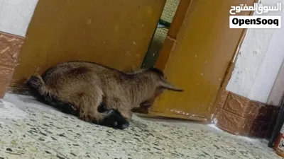 ماعز قزم درجه اولى 3