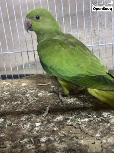 فروخ بغبغاء 4