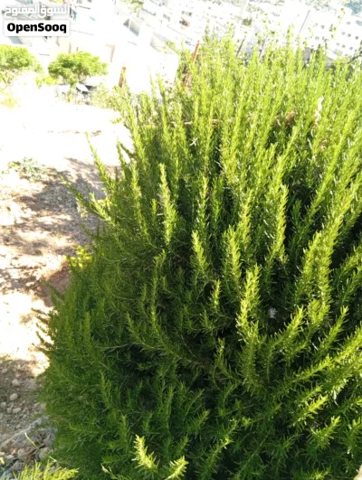 لدينا للبيع كميات حصلبان ( إكليل الجبل ) طازج من الشجره مباشره . 3