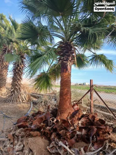 واشنطونيا زينة بجميع ارتفاعات وبأسعار ممتازة جداااا 2