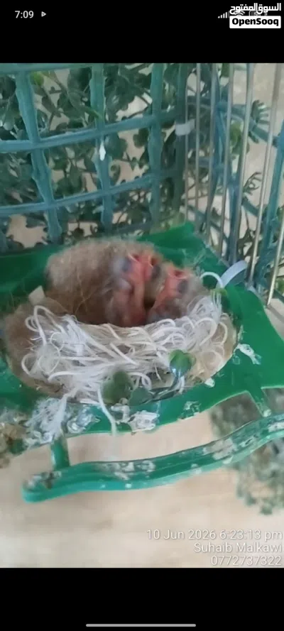للبيع 3 فراخ حسون حبهات عريش 3