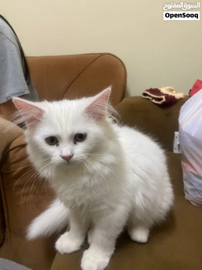 Parisian breeds cat 4