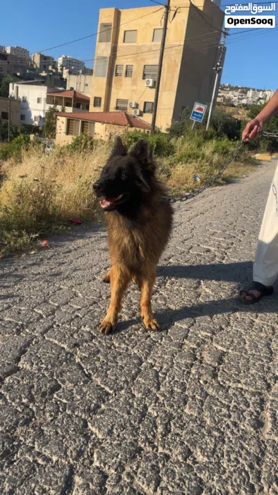 كلب جيرمن شيبرد King Sais. long hair. 4
