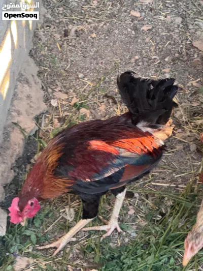 للبيع ديوك عمانيه 2