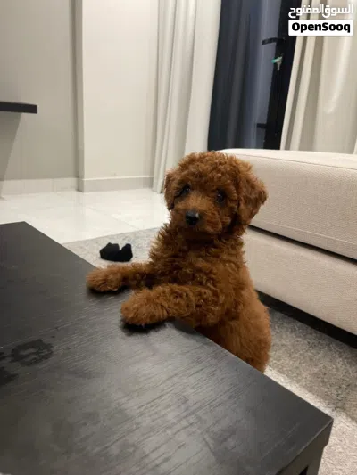 Poodle brown 3 months 2