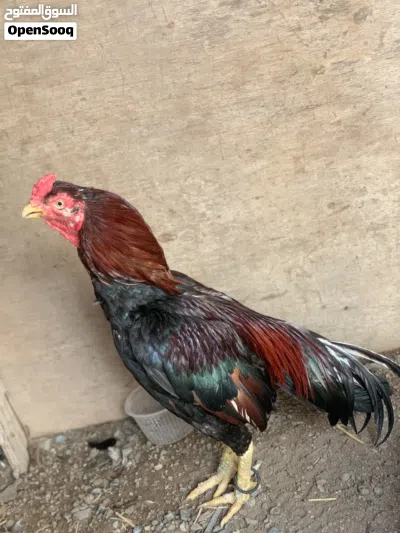 ديك باكستاني حال بيع 3