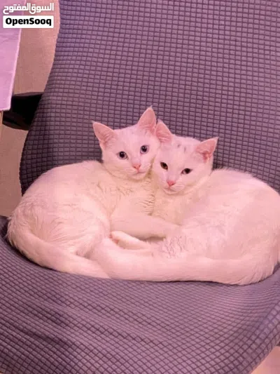 Cats for adoption 2