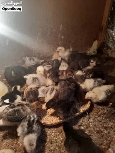 متاح افراخ دجاج عرب عمر 3 اسابيع زوج 3ونص 3