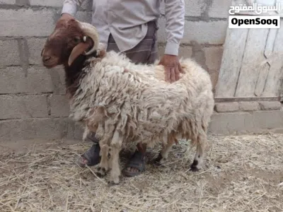 ذكر نعيمي للبيع 3