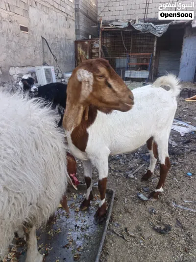 ماعز البيع 4