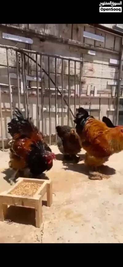جاج براهمي نخب جاجتين وديكين 3