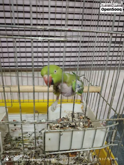 ببغاء درة للبيع 4