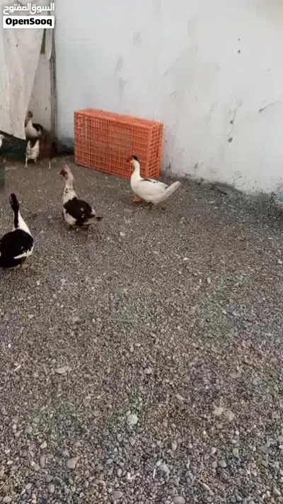 للبيع بط صيني بالجملة العمر أشهر 2