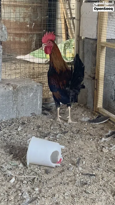 العنوان البصره 2