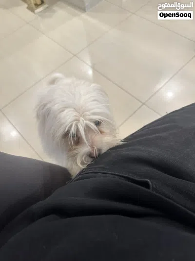 كلب زينه للبيع 3