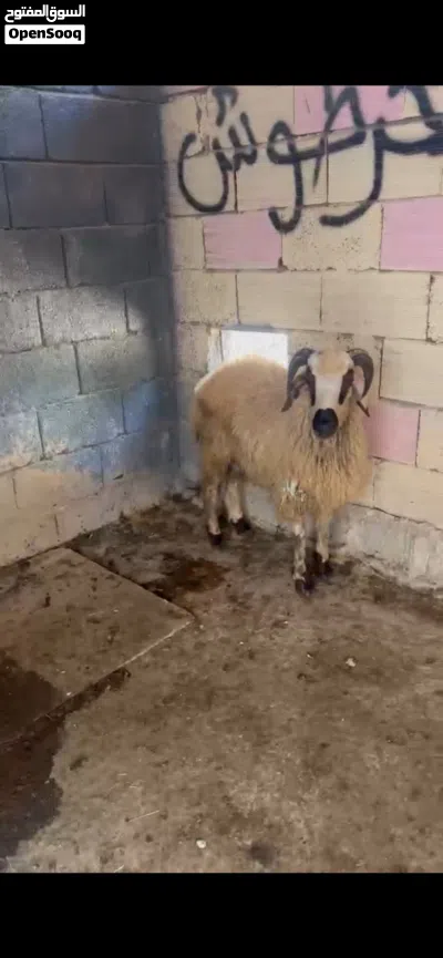 خروف للبيع ربي ايبارك 2