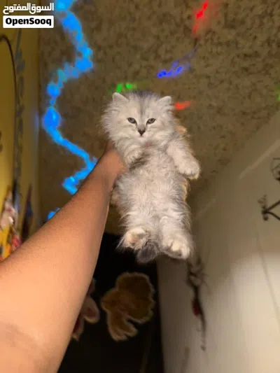 انثئ شيرازي بيور 2