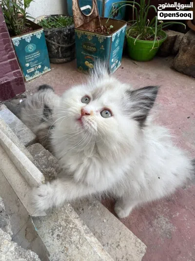 قطة صغيرة همالايا للبيع 2