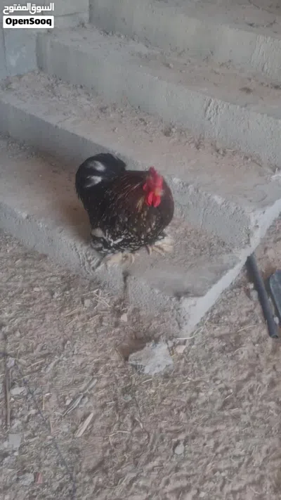 فروج استرالي للبيع 2