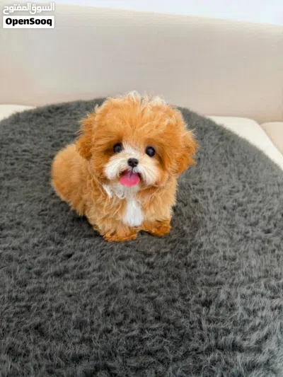 purebred Poodle puppies 4