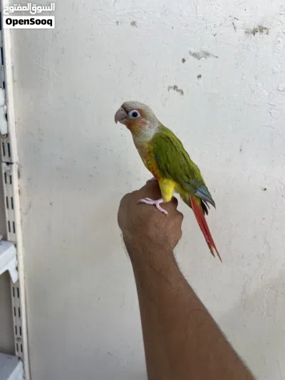 pineapple conure 5 month 2