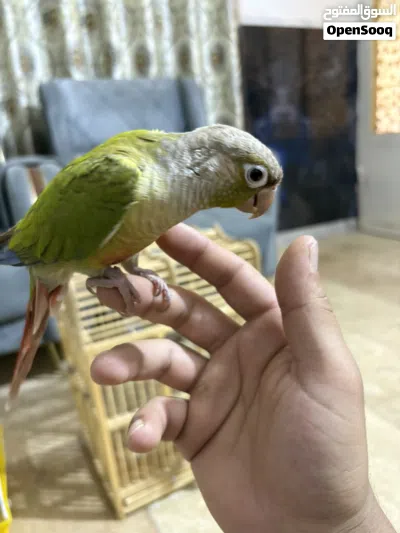 كنيور أليف جدا جدا مع كوكتيل 2