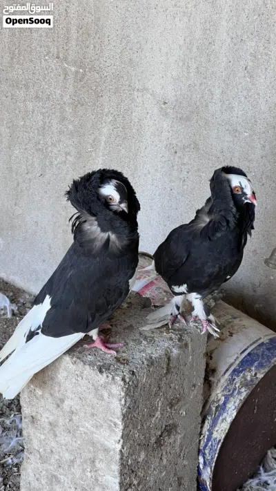 حمام نمساوي ، ساينت ، جاكوبين 2