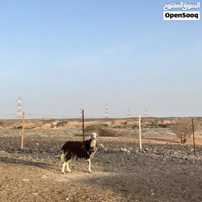 جاعده للبيع 4