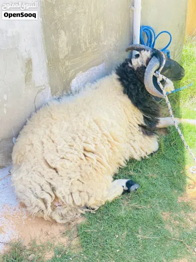 خروف للبيع 3