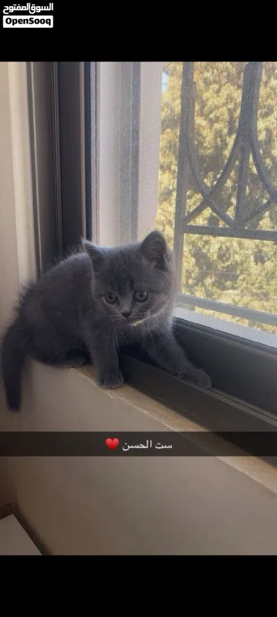 قطه للبيع بريتشي 2