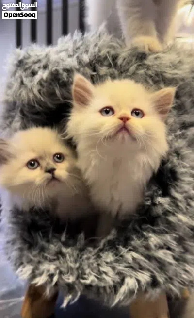 قطط تبني انثى cats for adoption 2