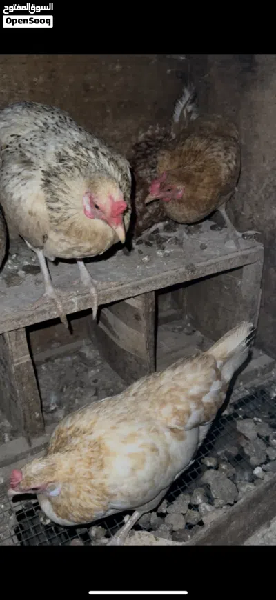 دجاج محليات 3