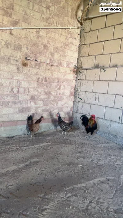 للبيع دجاج عربي ديج و دجاجتين اعمارهم 8شهور 2