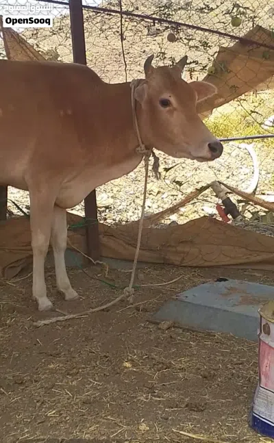 عجلة مآل الدار فل سمنه ما ولدة من قبل حلوة ح ذباح أو تربية ماشاء الله 3