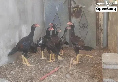 4دياكه باكستانيه سنديات للبيع 3